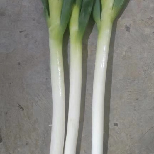 启东市铁杆大葱 东北货 60cm