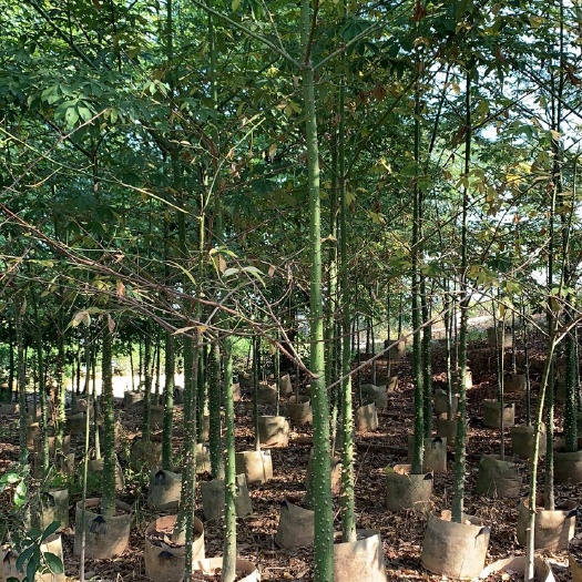 揭阳大腹木棉，15-20分，8-10分