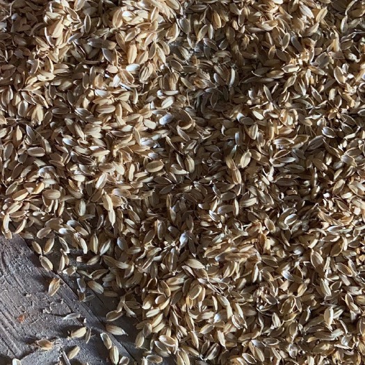 盘锦 普通稻壳
