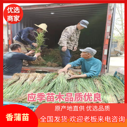挺水植物香蒲苗 水烛 蒲草 菖蒲 蒲黄棒池塘湿地公园水生植物