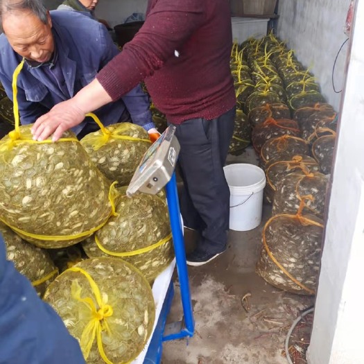如东县扣蟹苗，自产自销优质苗，今年5母7公优良种蟹