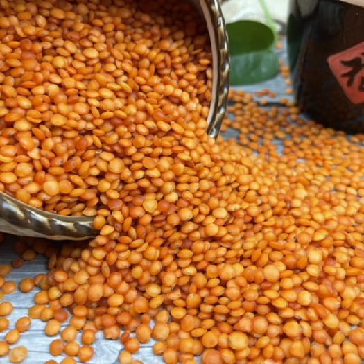 干扁豆  紫扁豆红扁豆 土耳其红小扁豆 新货番茄红扁豆