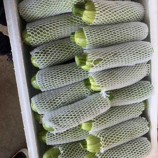 建水县绿皮西葫芦 云南高原精品