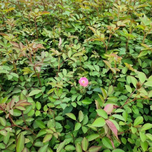 沭阳县 红花蔷薇，苗圃现货批发  量大优惠