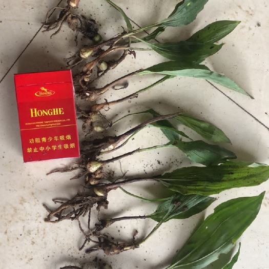 马关县慈菇 毛茨菇