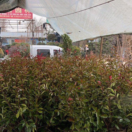 肥西县红叶石楠工程苗扎平方