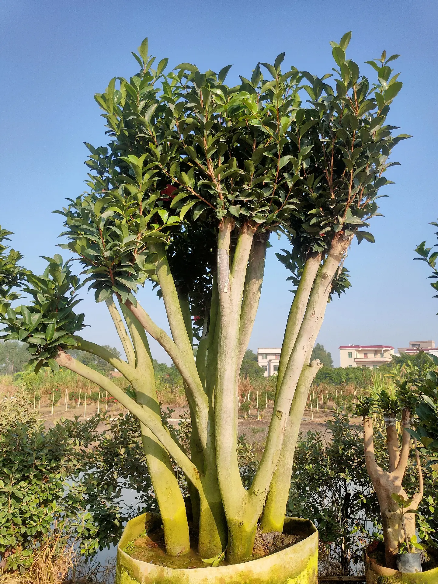  四季 单季 茶花