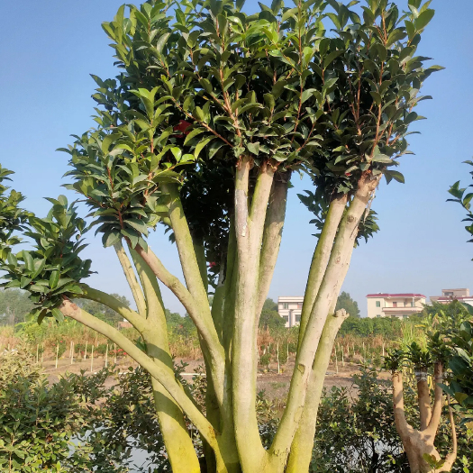 钦州 四季 单季 茶花