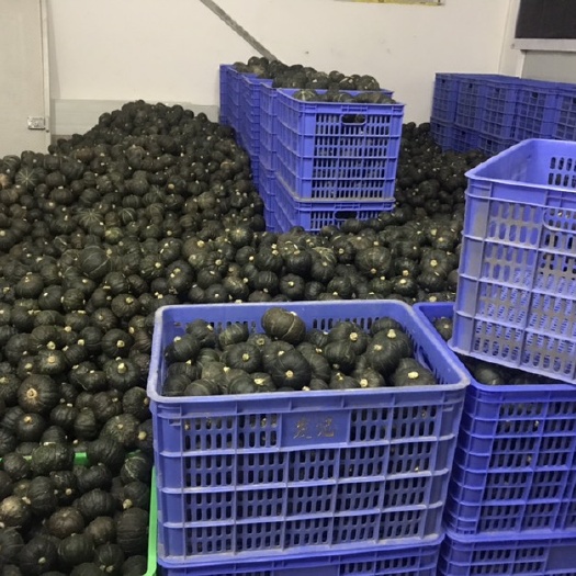 阳山县惠和1号贝贝南瓜
