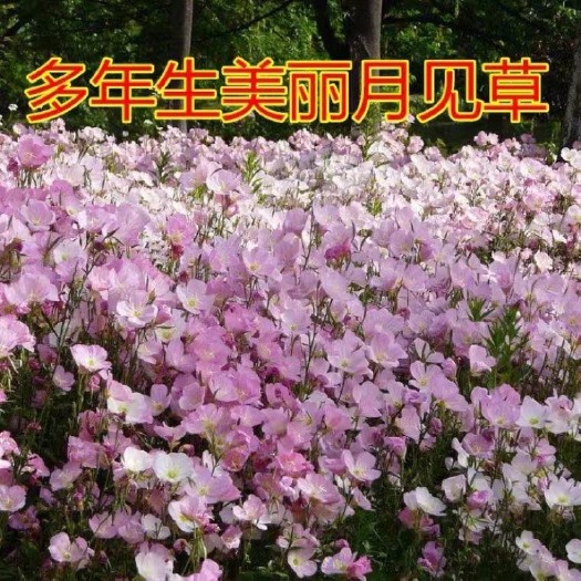 沭阳县 多年生美丽月见草种子批发  保证正品  包发芽