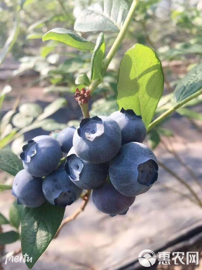 蓝丰蓝莓苗  蓝丰，蓝莓苗成活率高，浩海浆果苗木