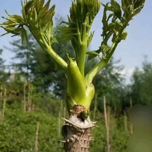 尚志市刺嫩芽苗，刺老芽苗，东北特产，包，成活，浩海浆果