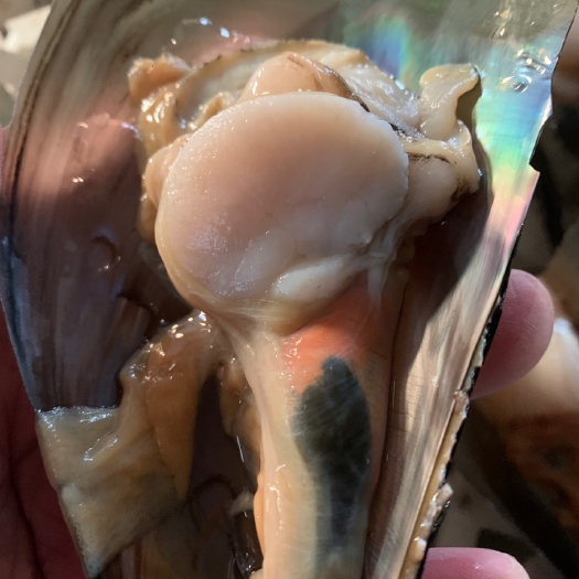 连云港 半壳带子喜欢朋友关注一下