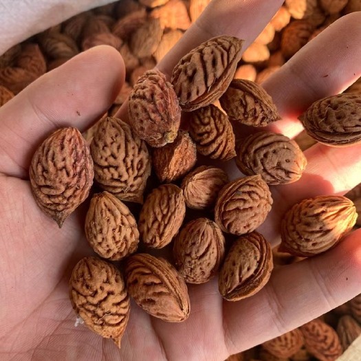 沭阳县桃树种子毛桃种子新货批发包发芽！