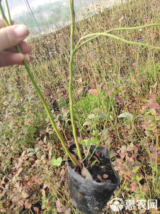 蓝丰蓝莓苗  蓝丰，蓝莓苗成活率高，浩海浆果苗木