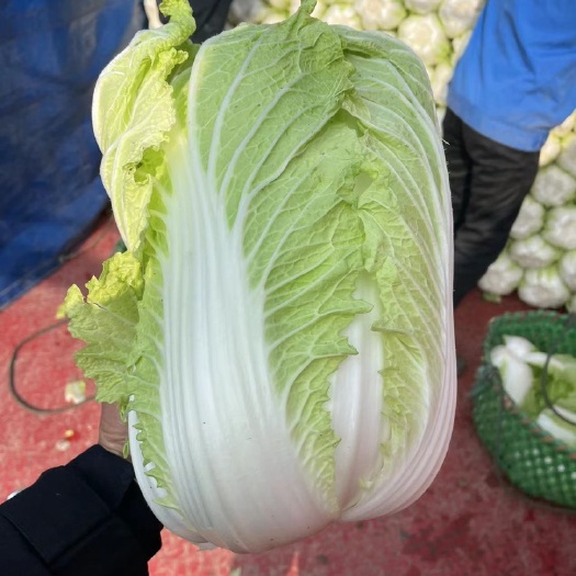 东台市大白菜 江苏黄心大白菜大量上市 代发全国各大市场，商超