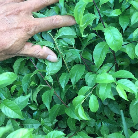 平南县岗梅根  岗梅苗，称星木苗