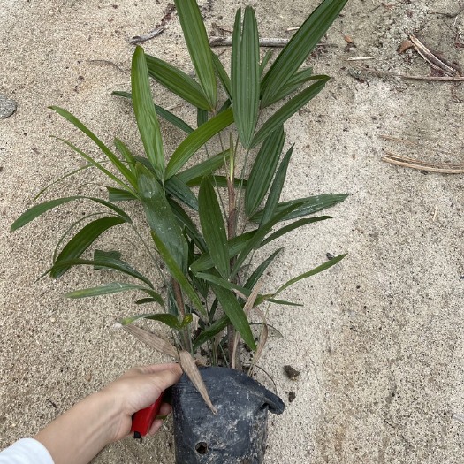 漳浦县 棕竹