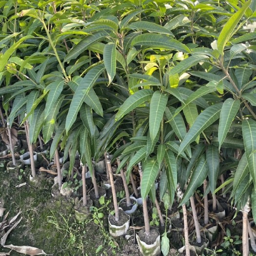 容县金煌芒果苗  芒果苗 金煌芒苗（可打泥球）