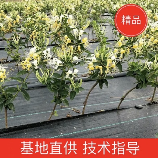 亳州北花一号金银花苗 【北花一号 】金银花苗 包技术好种植