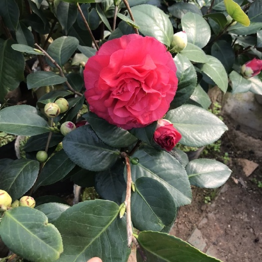 临沂 茶花