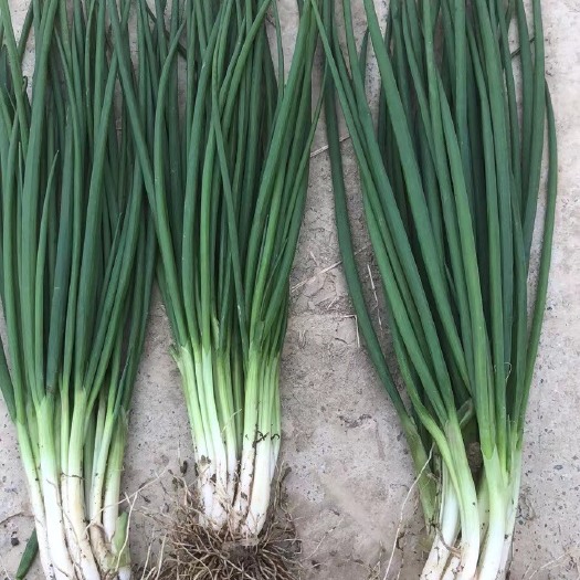 香葱 小米葱 四季葱（常年大量供应）