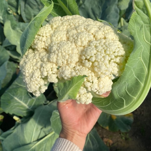 南通白花菜花 小米花90天花菜大量上市