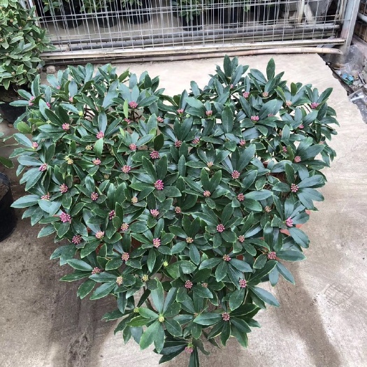 临沂 金边瑞香