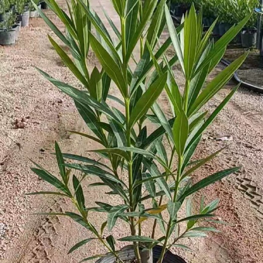 漳浦县 粉花夹竹桃