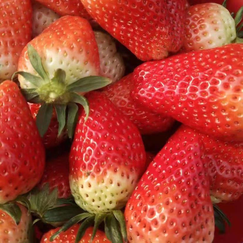 沂南县甜查理草莓 九香草莓  联盟草莓   艳丽草莓 红颜草莓