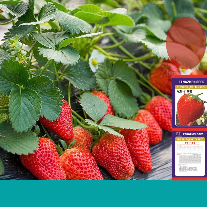 长沙 四季奶油草莓种子大果牛奶白草莓种籽苗庭院阳台盆栽蔬菜水果种子
