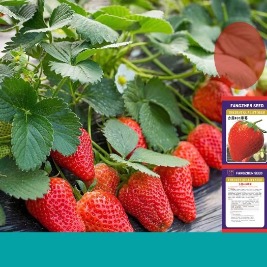 长沙 四季奶油草莓种子大果牛奶白草莓种籽苗庭院阳台盆栽蔬菜水果种子