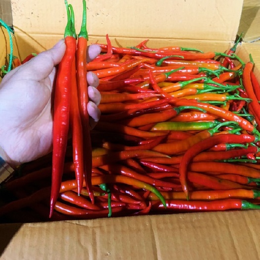 徐闻县红线椒 3号红线椒 靓货现摘 大量上市