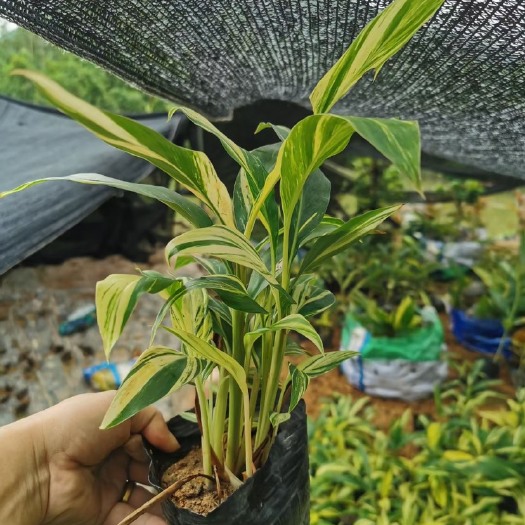漳浦县花叶良姜盆栽 花叶良姜