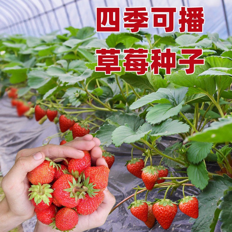  四季奶油草莓种子大果牛奶白草莓种籽苗庭院阳台盆栽蔬菜水果种子