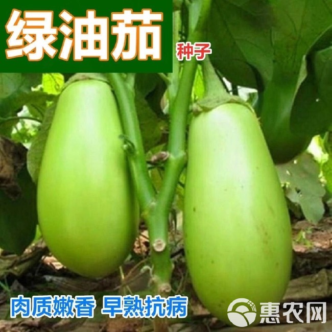 茄子种子 紫罐茄种子 春夏播种早熟蔬菜种大田高产茄子绿油种子