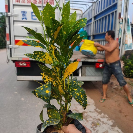 漳浦县 洒金珊瑚