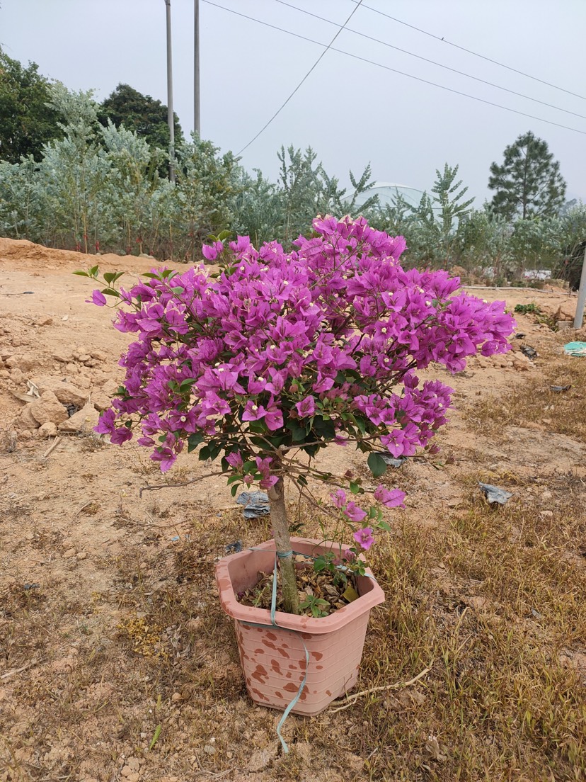  紫花三角梅