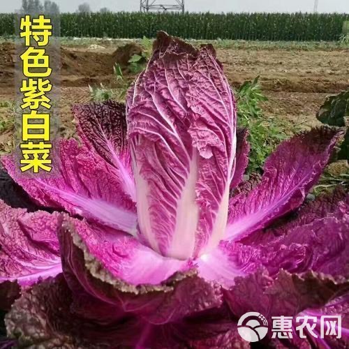 营养紫白菜种子里外紫色大白菜四季播种庭院田地蔬菜籽