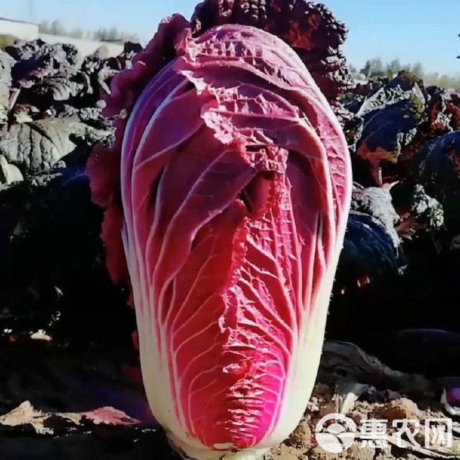 营养紫白菜种子里外紫色大白菜四季播种庭院田地蔬菜籽