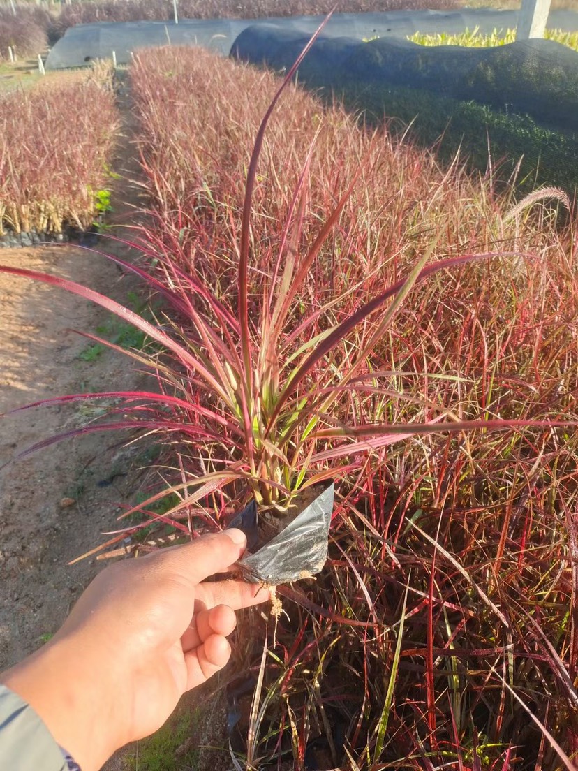 紫叶狼尾草 紫叶朗尾草