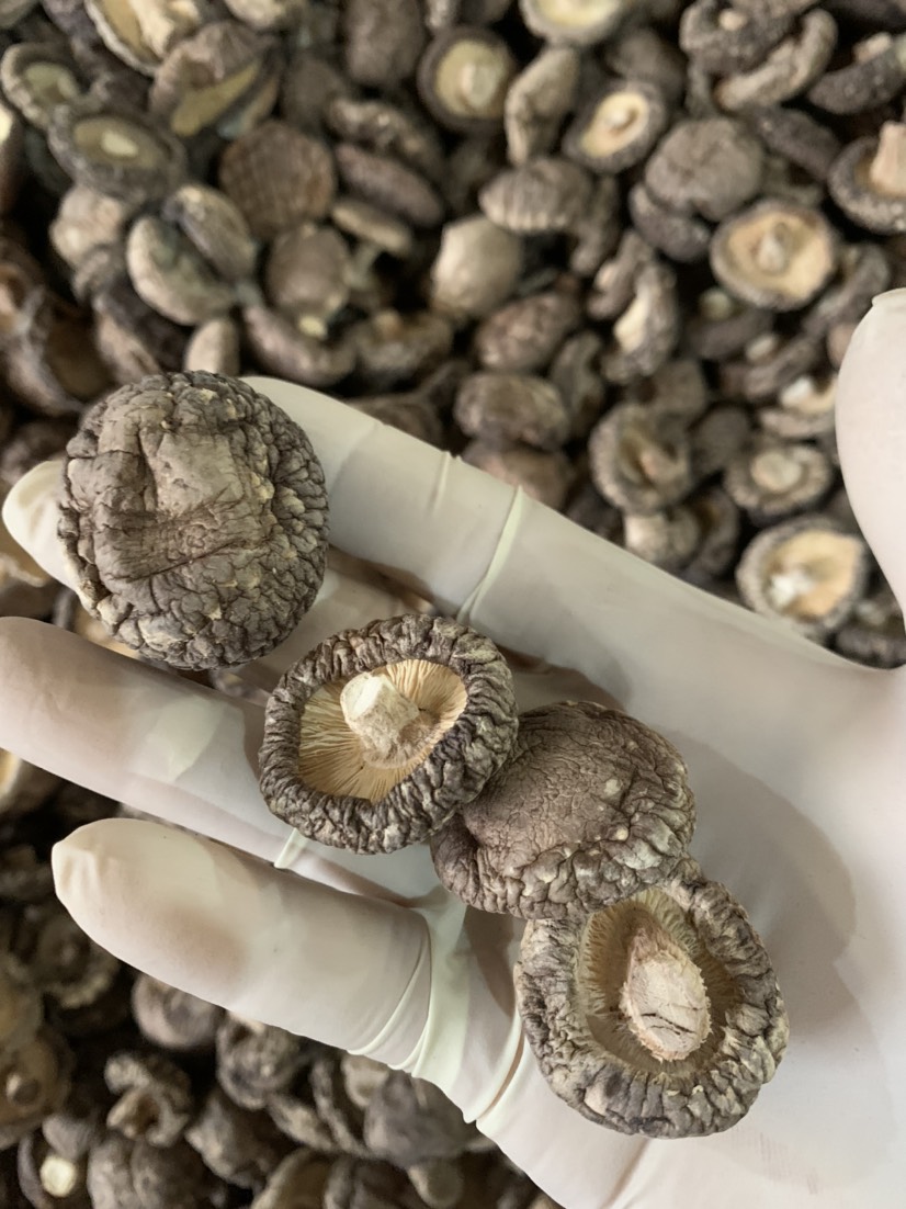 2023新货冬菇 干香菇 去柄香菇 干蘑菇   剪脚香菇