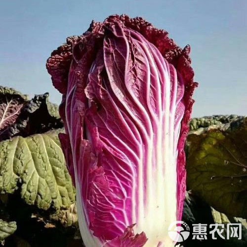 营养紫白菜种子里外紫色大白菜四季播种庭院田地蔬菜籽