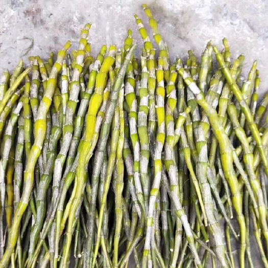 赤水市赤水金钗石斛石斛鲜条现采现发味苦药效好高山采栽山基地直发