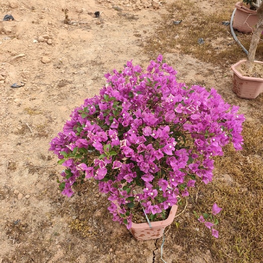  紫花三角梅