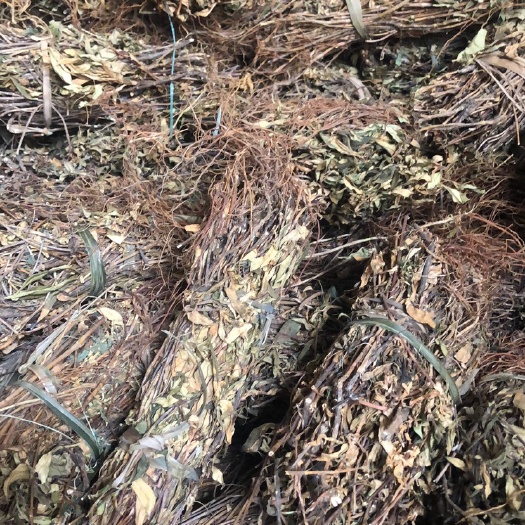 云县龙胆草 全株 产地直销