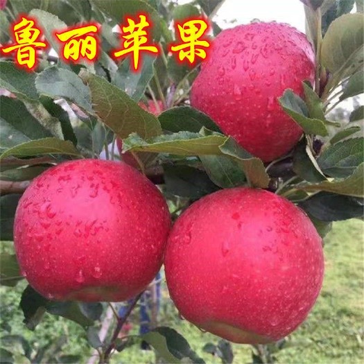 武陟县鲁丽苹果苗 ~7月下旬成熟