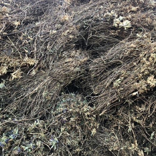 云县龙胆草 树苗 机压包
