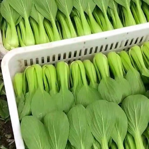 曹县上海青 山东菏泽曹县万亩油菜，一手货源 保证质量 全国发货