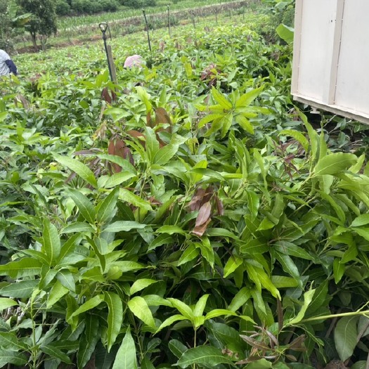 景东县景东晚熟芒果苗 